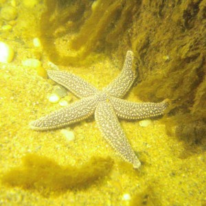 Starfish18