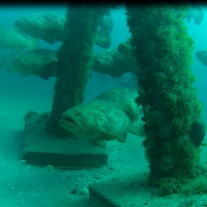 goliath grouper on mg 111 aug 2015