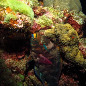 a sleeping swarthy parrotfish