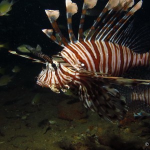 common lionfish