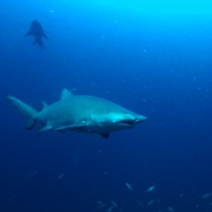 Sand Tiger sharks 2015