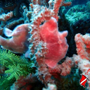 Tropico Scuba Diving Resort