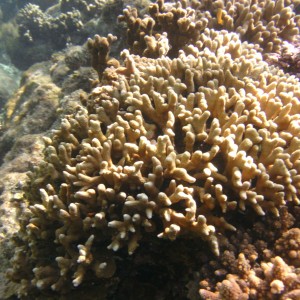 Napantao Coral