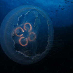 Moon Jelly Fish