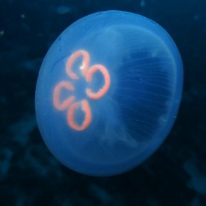 Moon Jelly Fish