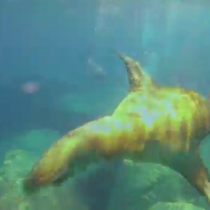 Scuba Diving with Sea Lions in La Paz, Mexico - Pt. 3 - YouTube