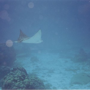My First Eagle Ray