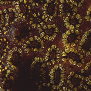 Gold Star Tunicates