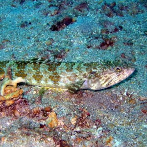 Lizard Fish