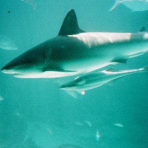 Bahamas  Reef Shark I