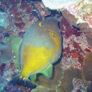 Whitespotted Filefish (orange phase)