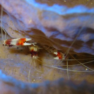 Banded Coral Shrimp