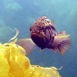 Kelp bass