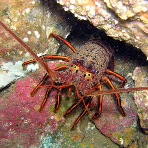 California spiny lobster