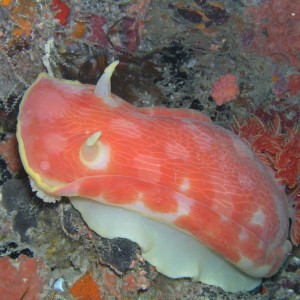 Giant nudibranch Pemba Tanzania