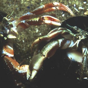 A pair of battling hermit crabs