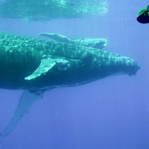 whale2