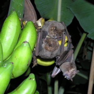Bats_in_the_Banana_s