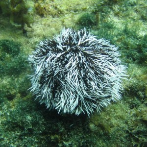West Indian Sea Egg - Sea Urchin