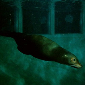 4/18/04 diving with sea lions