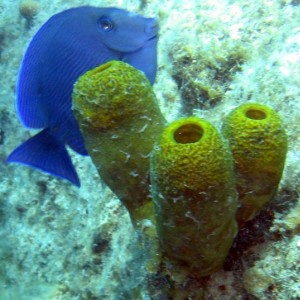 Blue Tang and Sponges