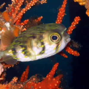 Globefish