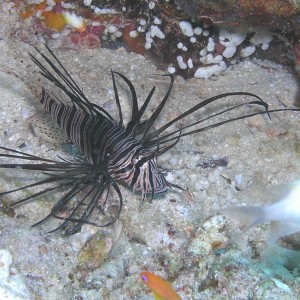 Lion Fish - Temple, Red Sea