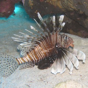 Lion Fish - Red Sea