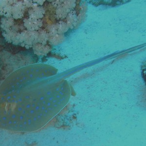 Blue Spotted Ray - Red Sea