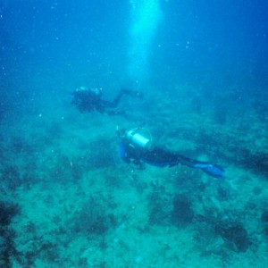LL24 - Divers