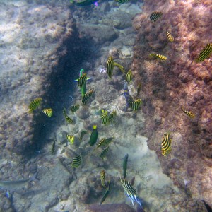 Lionfish/Parrotfish