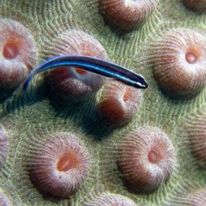 Neon-Goby-on-Star-Coral-2