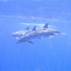 Dolphins-1