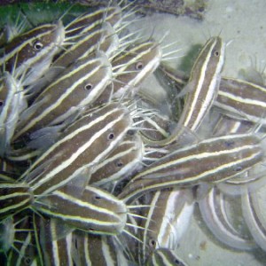 Striped Cat Fish (Plotosus lineatus)