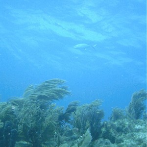Blue Seascape