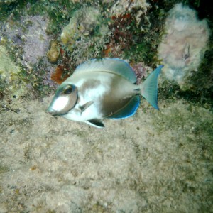 Underwater Key Largo