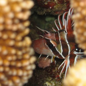 Lionfish through Coral