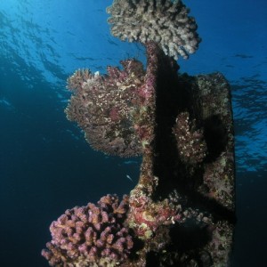 Hard_coral_on_Wreck1