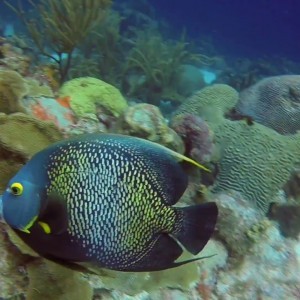 Bonaire Reef Report