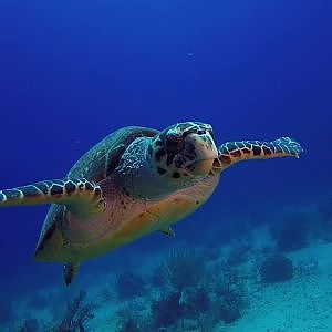 Sea Turtles Bahamas