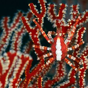 Coral shrimp camouflages itself on a sea fan