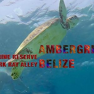 Ambergris Caye Scuba Diving & Snorkel - YouTube