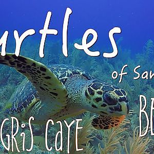 Sea Turtles in San Pedro, Belize