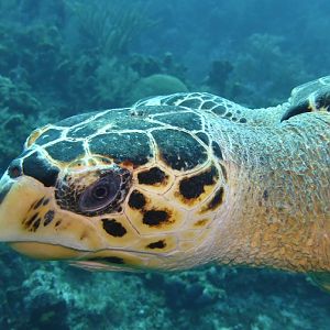 Reef eating creatures are still abundant