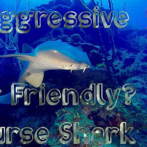 Aggressive or Friendly Nurse Shark?