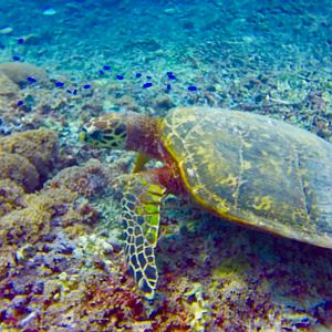 Green Turtle, Gili T Island, Bali