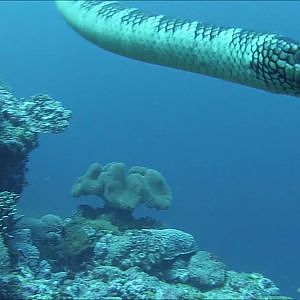 Diving with sea snakes at Apo Island, Philippines - YouTube
