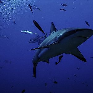 GoPro: Scuba diving in Cozumel