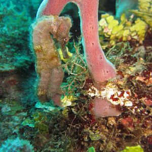 Seahorse on our reef