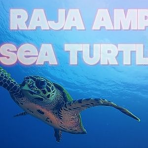 Raja Ampat Sea Turtles